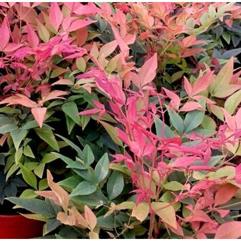 Planta de Bamb� Sagrado Nandina Domestica. Altura 30 - 40 Cm