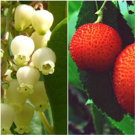 Planta de Arbutus Unedo - Madro�o. Altura 40 - 60 Cm