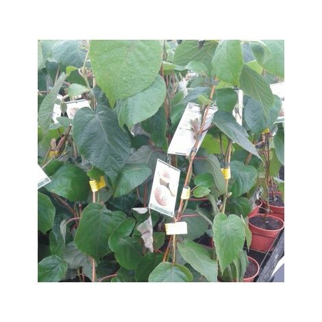 5 Plantas 1 KIWI Macho Tomuri + 4 Kiwi Hembra Hayward. Altura 40 - 50 Cm