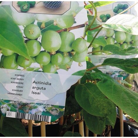 Planta de Frutal Kiwi�o Autof�rtil Actinidia Arguta Issai. 30 - 40 Cm