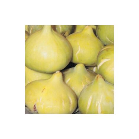 Planta de Frutal Higuera Blanca. Altura �rbol 100 - 120 Cm