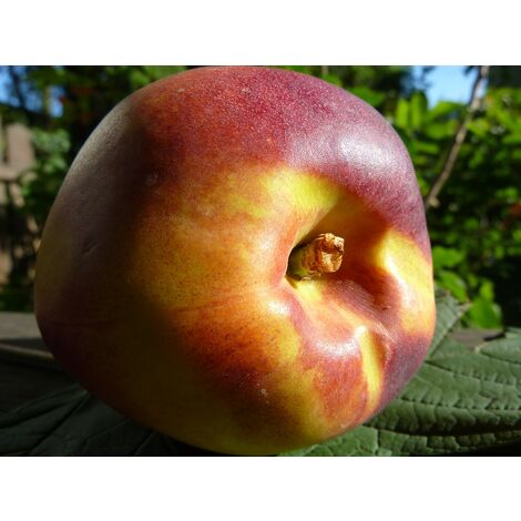 Planta de Frutal Nectarino Snowqueen. Nectarina Precoz. 140 - 150 Cm