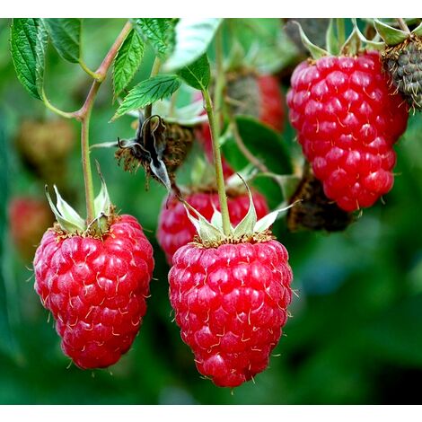 Planta de Rubus Tayberry. Mora + Frambuesa. 30 - 40 Cm