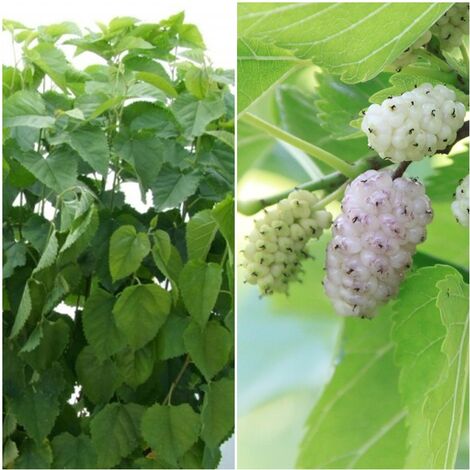 Planta de Morus Alba - Morera Blanca