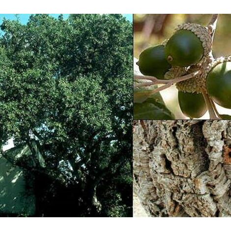 1 Planta de Quercus Suber ? Alcornoque.