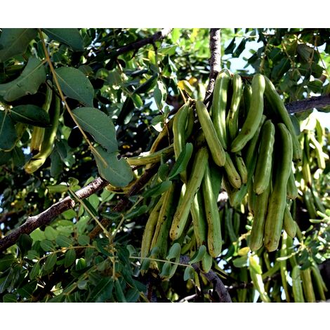 Planta de Ceratonia Siliqua ? Algarrobo