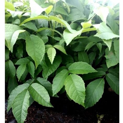 Planta de Juglans Regia. Nogal