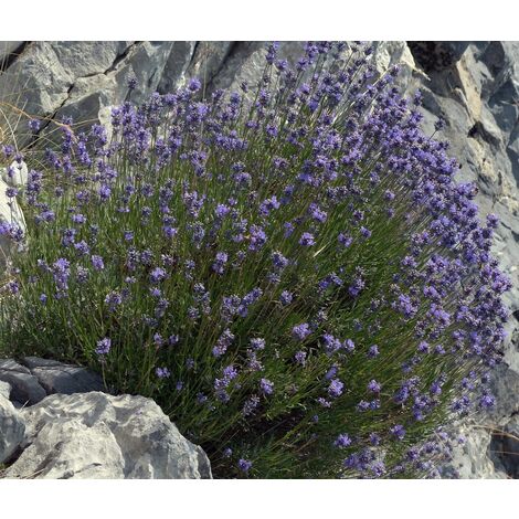 Planta de Lavandula Latifolia