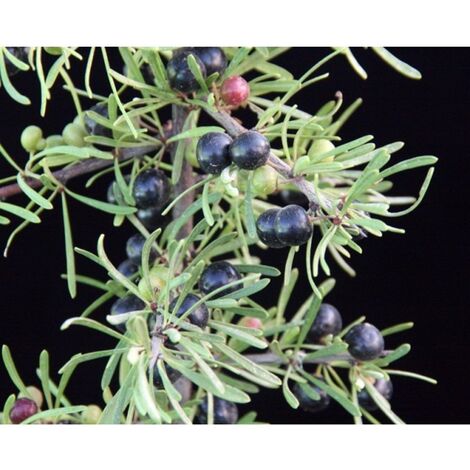 Planta de Rhamnus Oleoides - Espino Negro