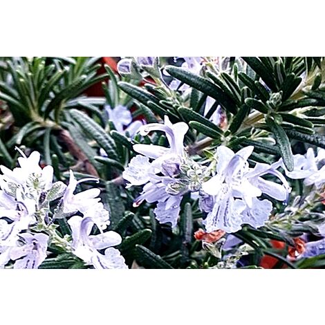 Planta de Romero Rastrero Rosmarinus Postratus
