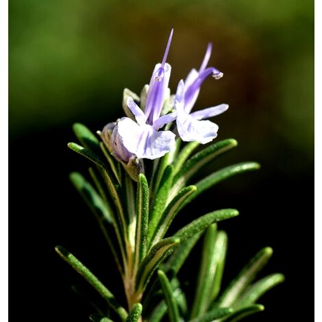 Planta de Rosmarinus Oficcinalis. Romero