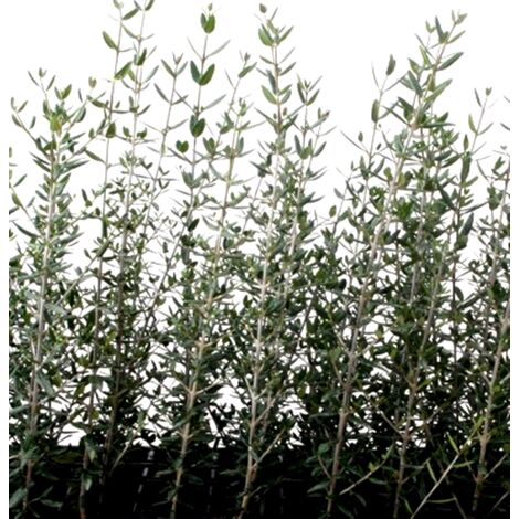 Planta Olivo Silvestre - Acebuche. Olea Europaea. 10 - 15 Cm