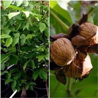 Planta de Nogal de Fruto Nuez. Juglans Regia. 150 Cm