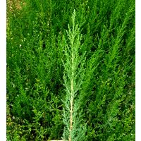 100 Plantas Setos Cupressus Sempervirens. Cipres Común. 25 - 30 Cm