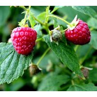 Planta Frutos Silvestres Frambuesa Roja, Rubus. Altura 30 - 40 Cm
