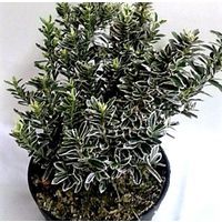 1 Planta. EUONYMUS MICROPHYLLUS ALBA (EVONIMO). Arbusto Setos. 10 - 15 Cm