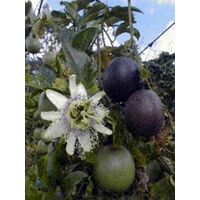Planta Trepadora. Maracuya, Granadilla, Frutos de Pasionaria. Passiflora 40 - 50 Cm