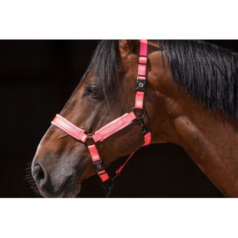 Poulain Cheval Miniature américain galopante Photo Stock - Alamy