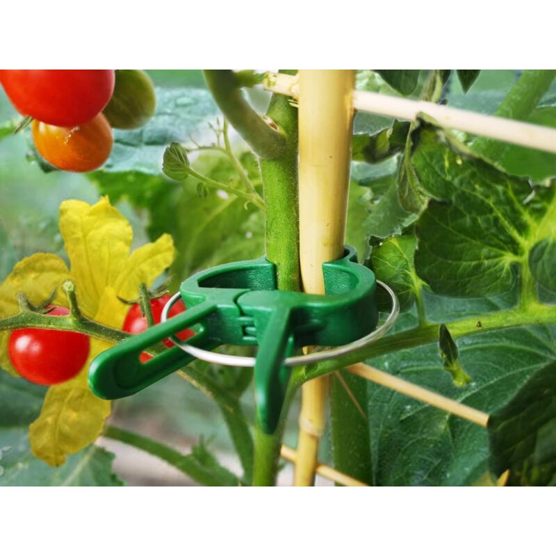 Lot De 30 Clips De Jardin Pour Plantes Grimpantes - En Acier, Ressort Stable - Pour Tomates, Roses, Concombres, Orchidées