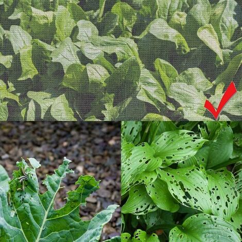 Filet de protection anti-insectes en maille fine pour jardin, serre,  plantes, fruits, fleurs, cultures 2.5x10m