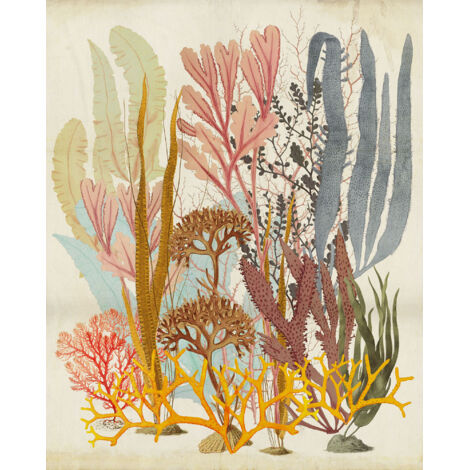 Papier peint panoramique maritim,modern Coraux Accrocheurs (1/4)