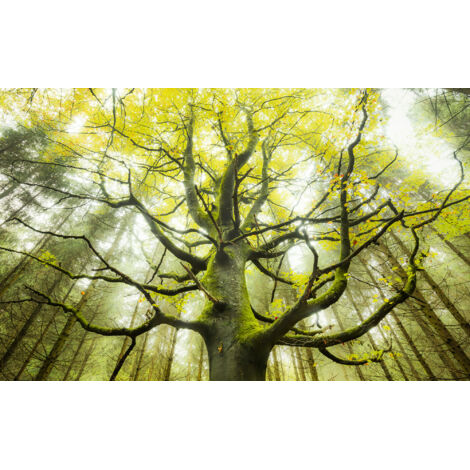 papier peint panoramique arbre vert - Sanders & Sanders (1/4)
