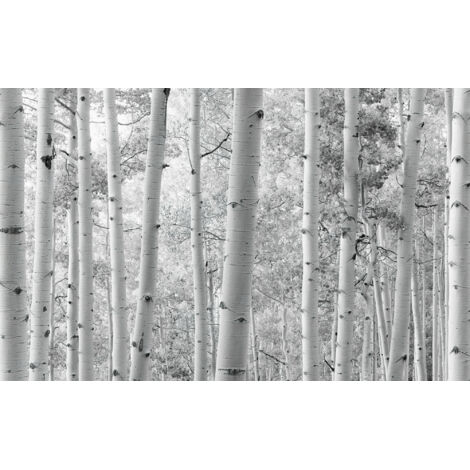 Papier peint panoramique minimaliste,naturel Forêt de Trembles (1/4)