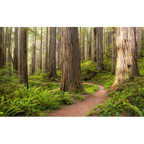 Papier peint panoramique naturel Sentier des Redwoods (1/4)