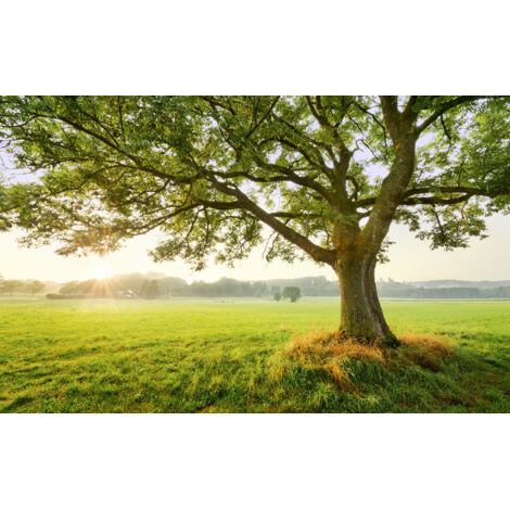 papier peint panoramique paysage vert - Sanders & Sanders (1/4)