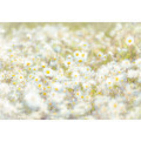 Komar Daisies 368 x 254 cm, Papier peint panoramique 8-994, photomurale sur intissé (1/3)