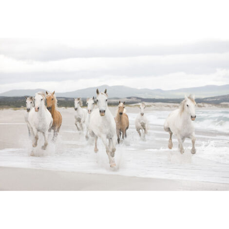 Komar White Horses 368 x 254 cm, Papier peint panoramique 8-986, photomurale sur intissé (1/3)