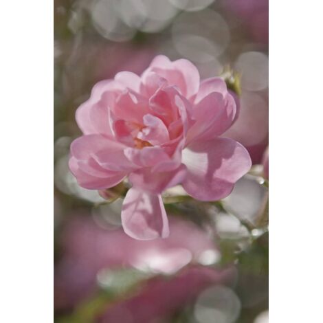 Komar Bouquet 184 x 254 cm, Papier peint panoramique 4-713, photomurale sur intissé (1/4)