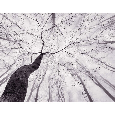 Papier peint panoramique arbre pour bureau, Tapisserie panoramique forêt  originale, Papier peint panoramique nature idéal pour salon