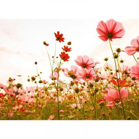 Papier peint panoramique coquelicot original Tapisserie panoramique florale élégant Papier peint panoramique idéal pour chambre (1/4)