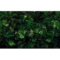 Papier peint panoramique naturel Mur Tropical