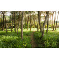 Papier peint panoramique naturel Forêt Enchantée de Fleurs