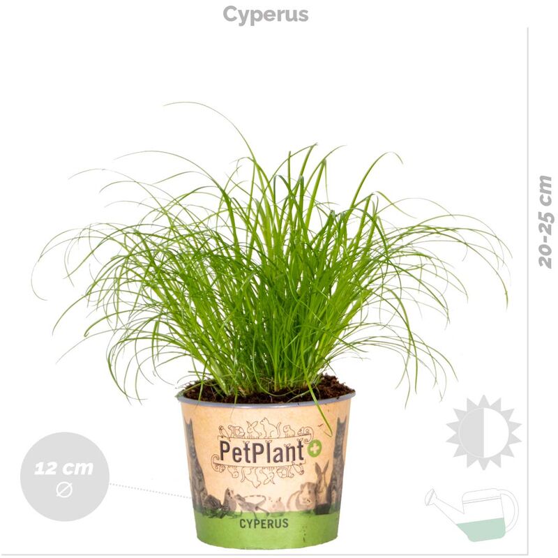 Cyperus - Set de 4 - Herbe à chat - Pots 12cm - Hauteur 30-40cm