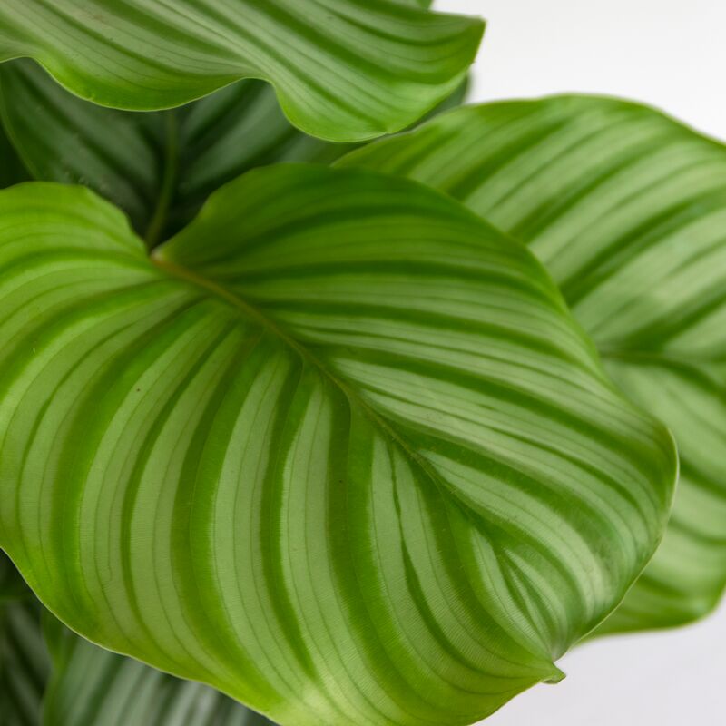Plante Calathéa Crocata 'Tassmania' - Flamme Éternelle - Purificatrice D'Air - Pot 14cm - 40-50cm - Plante D'Intérieur
