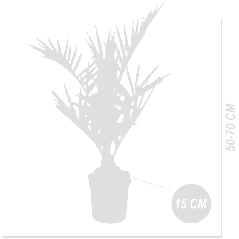 Washingtonia Robusta - Palmier Mexicain - Palmier Extérieur - Persistant –  ⌀14 cm - ↕35-45 cm