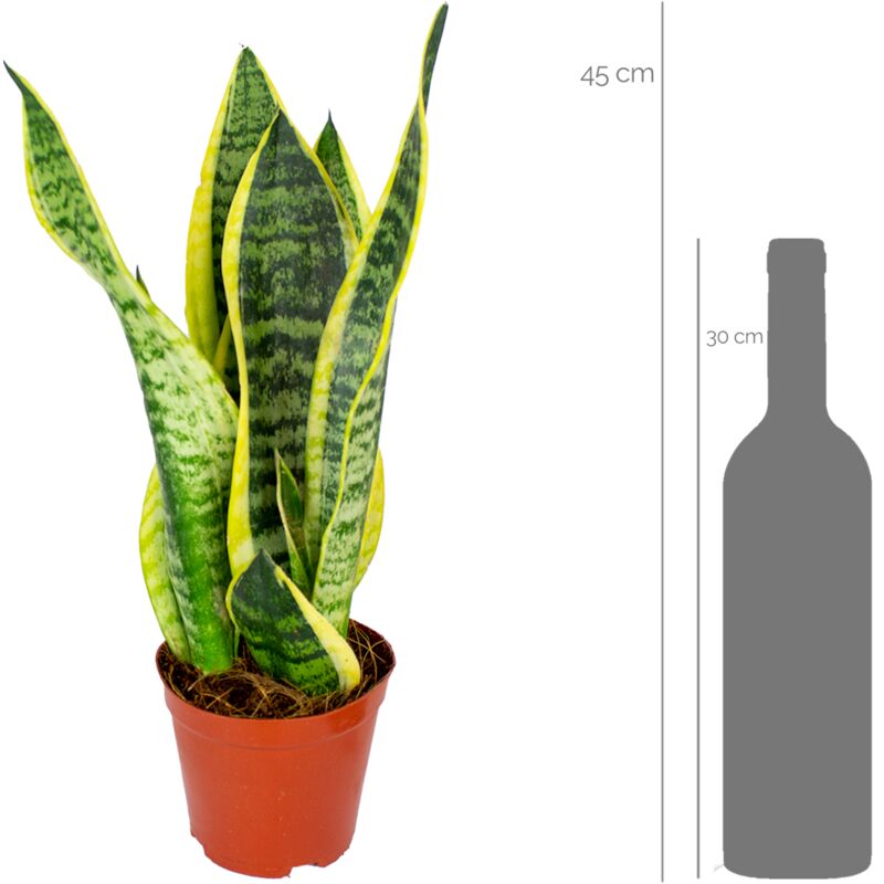 Sansevieria Moonshine PLNTS - Plante D'intérieur En Pot 12cm | Hauteur 40cm | Facile D'entretien