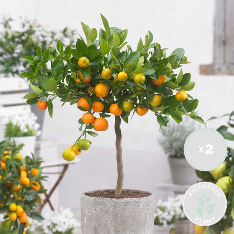 2 Citronniers Citrus Limon - Arbre Fruitier Persistant - Pot ⌀19cm - 60-70cm
