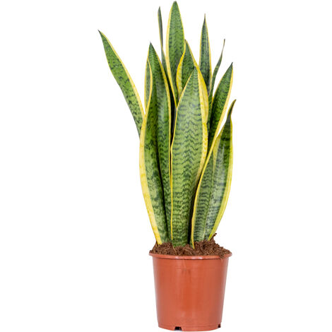 Bloomique - Sansevieria Laurentii - Langue de belle-mère - Plante d’intérieur - Dépolluante - Très facile d’entretien - Hauteur 50-70 cm - Pot 17 cm