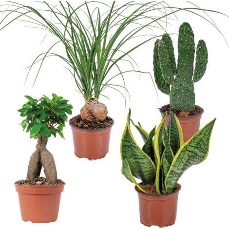 Bloomique - Lot De 4 Plantes Dépolluantes D'intérieur : Dracaena, Dypsis, Chamaedorea, Chlorophytum - 20-40 Cm Avec Panier Rotin - 4