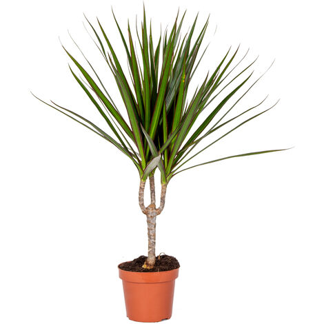 Bloomique - Dracaena Marginata - Dragonnier - Plante d’intérieur - Dépolluante - Très facile à entretenir - Hauteur 30-40 cm - Pot 12 cm