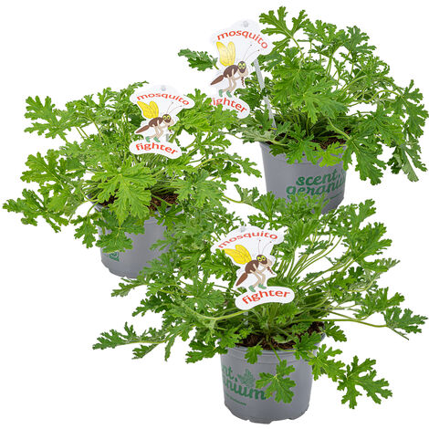 Lot de 3 géraniums citronnés anti-moustiques – Parfumés – Hauteur 15-20 cm – Pot de ⌀10,5 cm – Utilisation intérieure et extérieure