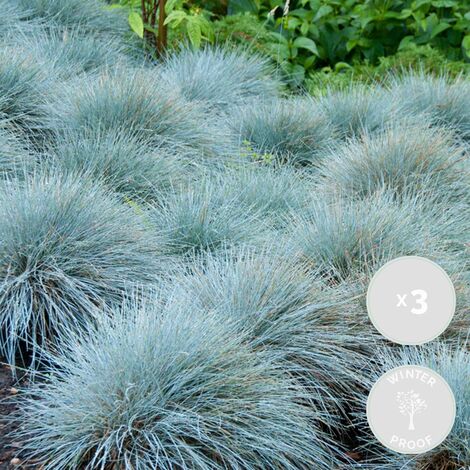 Fétuque Bleue (Festuca Glauca) - Lot De 3 Plantes - Hauteur 20-30 Cm - Pot 10,5 Cm