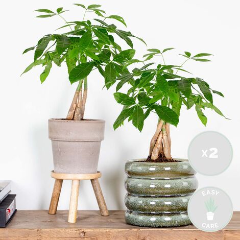 Pachira Aquatica - Arbre à Argent 130-150cm - Plante D'Intérieur Porte-Bonheur - Pot Ø24cm