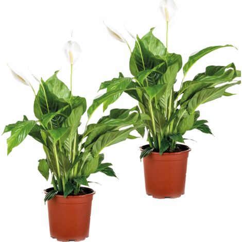 Bloomique - Lot de 2 - Spathiphyllum - Fleur de lune - Plante d’intérieur - Dépolluante - 60-80 cm de haut - Pot 17 cm