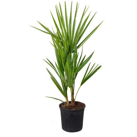 Chamaerops Humilis - Palmier Nain Européen Rustique, Hauteur 40-50 Cm, Pot 15 Cm - Bloomique