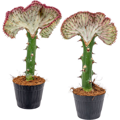 Bloomique - Lot de 2 - Euphorbia Lactea Cristata - Euphorbe cristée - Plantes d’intérieur - Dépolluantes - Sans danger pour les animaux - Facile d’entretien - Hauteur 20-30 cm - Pot 11 cm